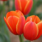  Colorful Tulips, BeNeLux 2015